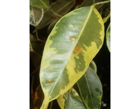 Foglie gialle ficus