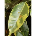 Foglie gialle ficus