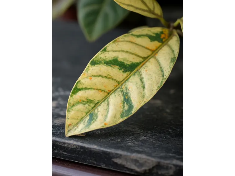 Foglie gialle ficus