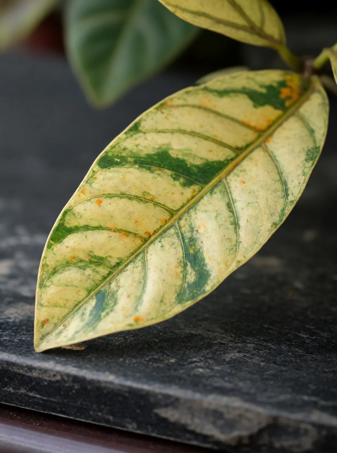 Foglie gialle ficus
