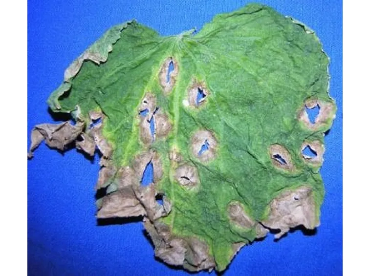 sintomi ticchiolatura