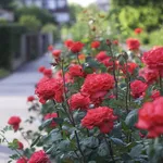 piante di rose