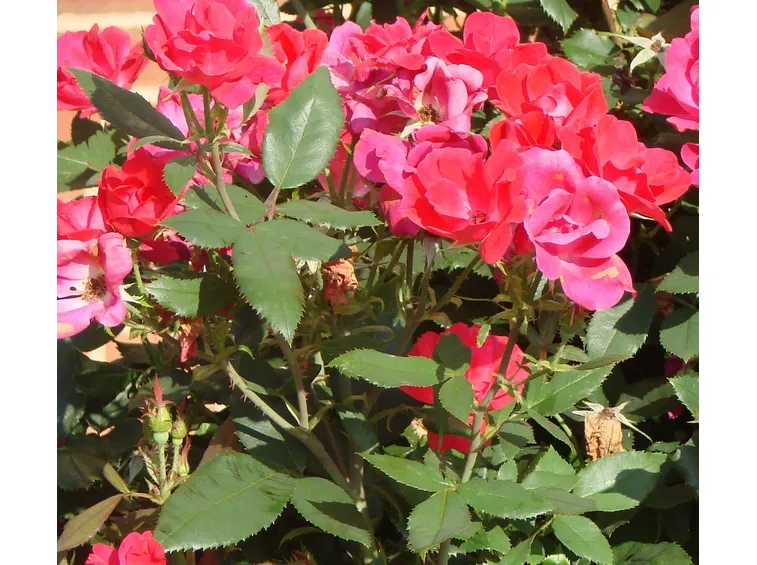 piante di rose