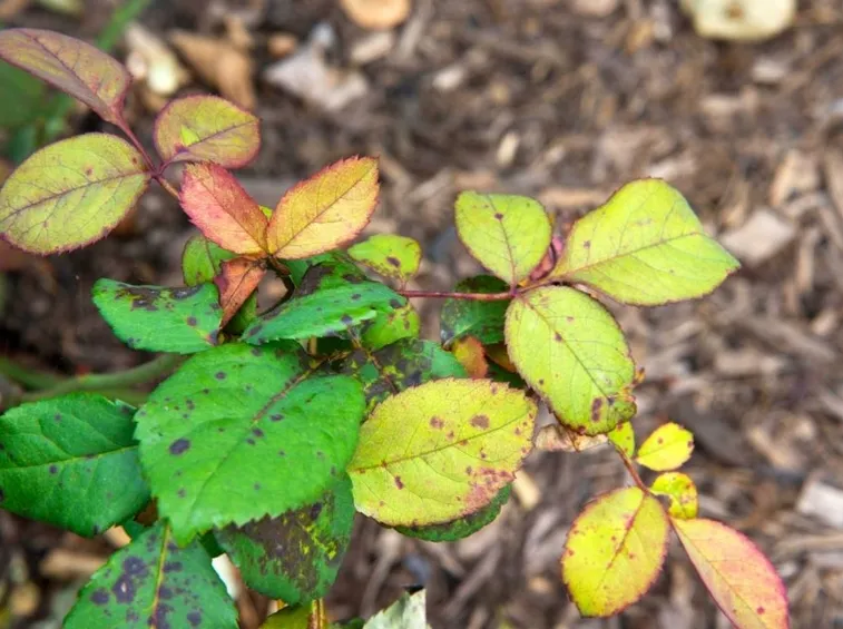 Malattie fungine rosa