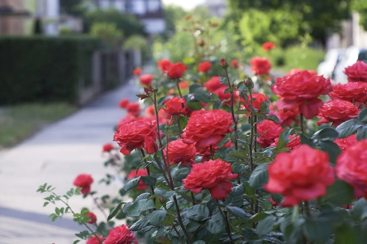 piante di rose