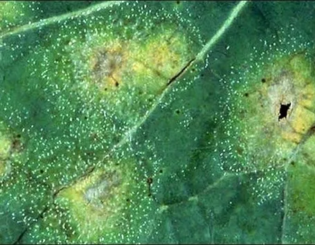 Malattie fungine