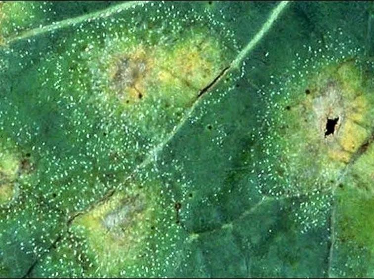 Malattie fungine