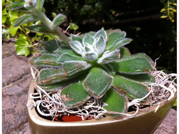 malattie piante grasse