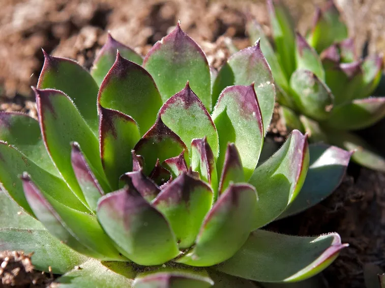 cura piante succulente
