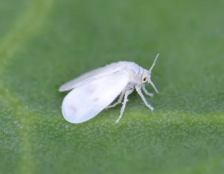 esemplare mosca bianca