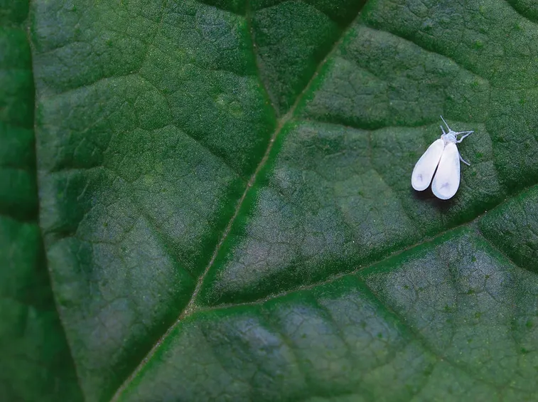foglia con mosca bianca