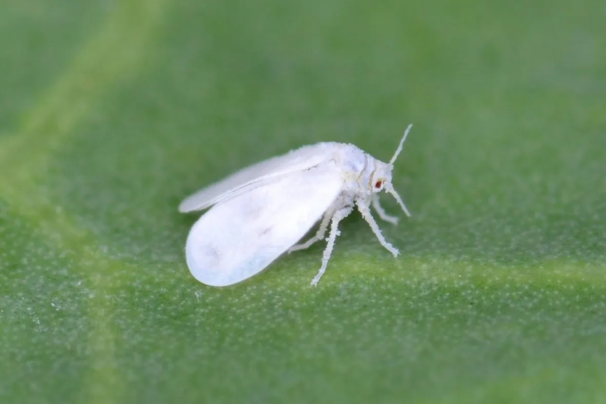 esemplare mosca bianca