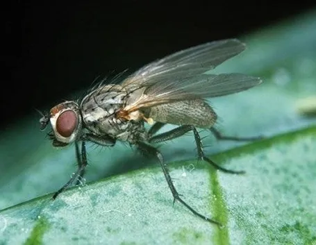 Mosca del cavolo 