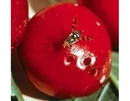 Mosca 