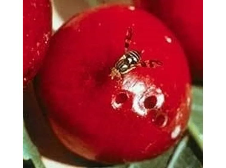 Mosca 