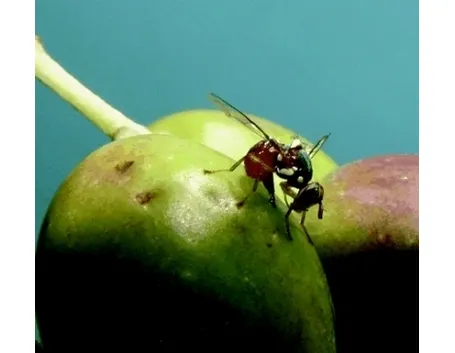 mosca dell' olivo 