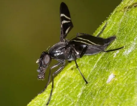 Mosca della cipolla 