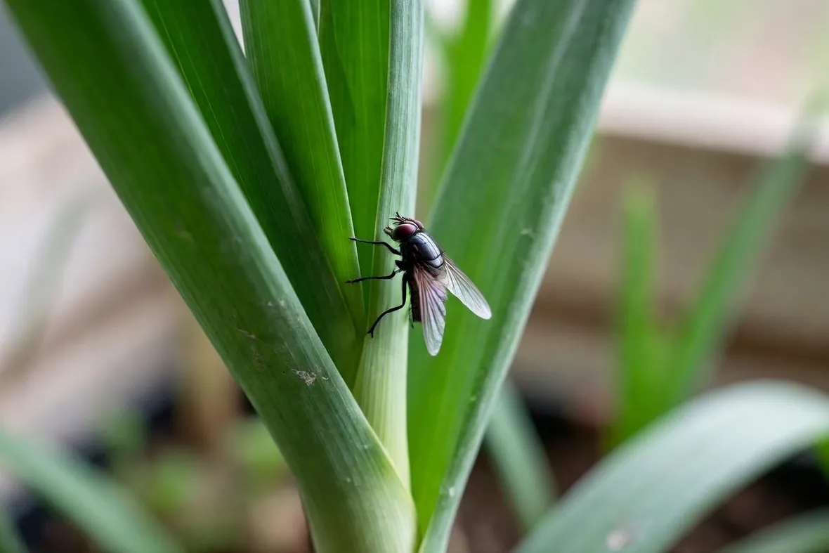 Mosca della cipolla 