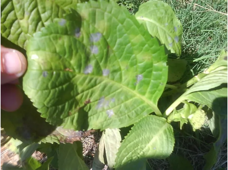 foglie ortensia malata