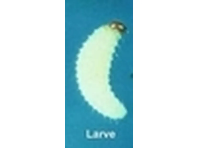 larva oziorrinco