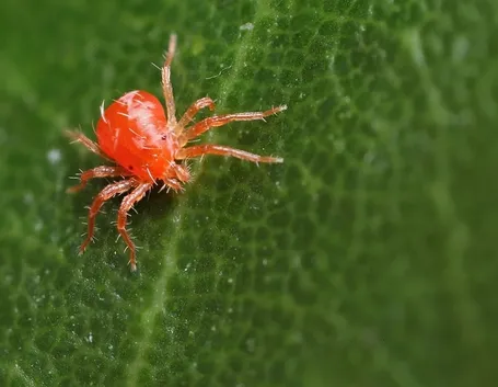 ragnetto rosso