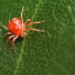 ragnetto rosso