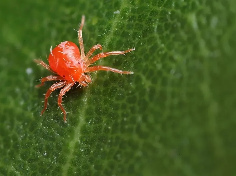 ragnetto rosso