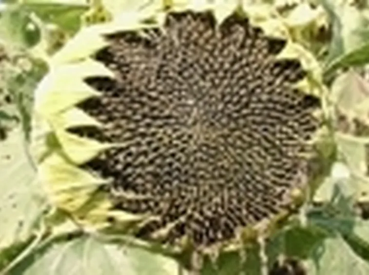 sclerotinia
