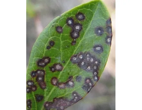 Septoriosi 