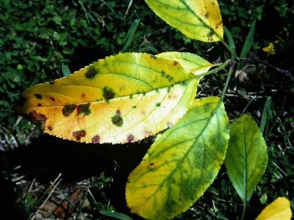 Cos'è la ticchiolatura