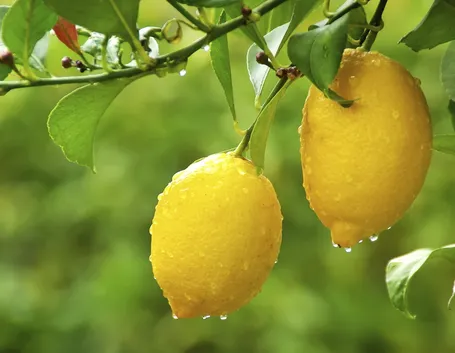 pianta di limoni