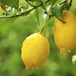 pianta di limoni