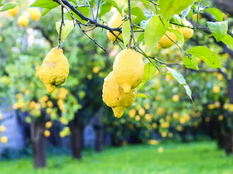 coltivare limoni