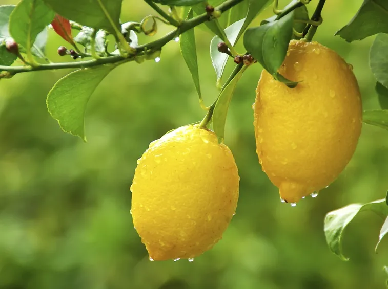 pianta di limoni