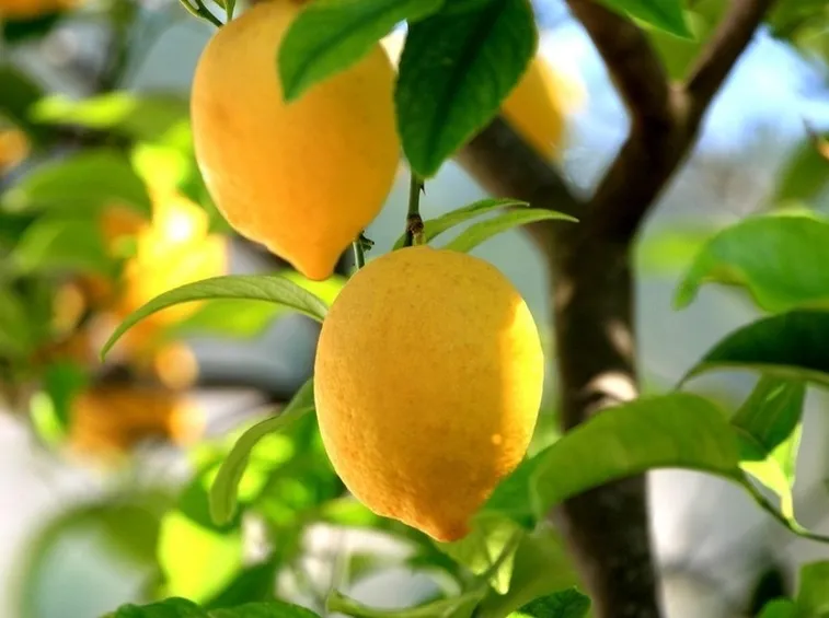 limoni