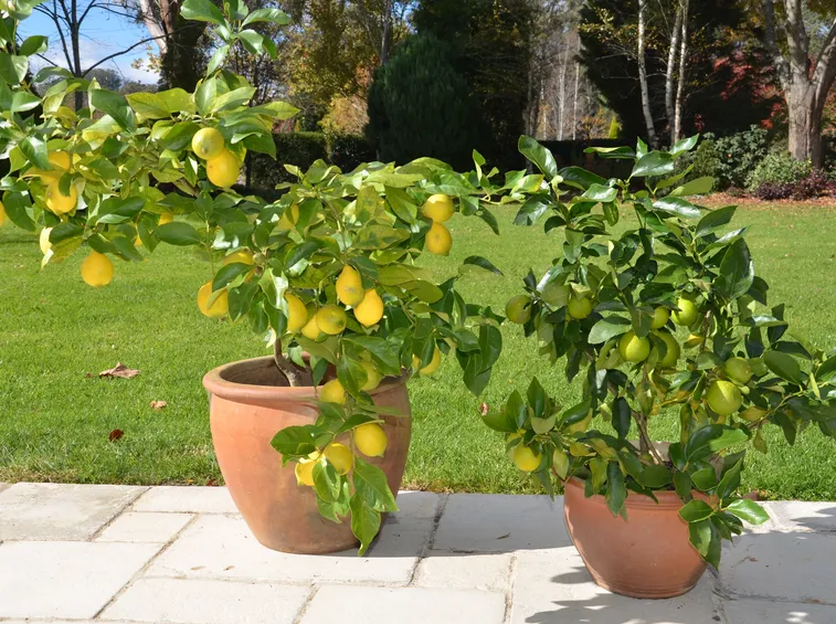 limoni in vaso