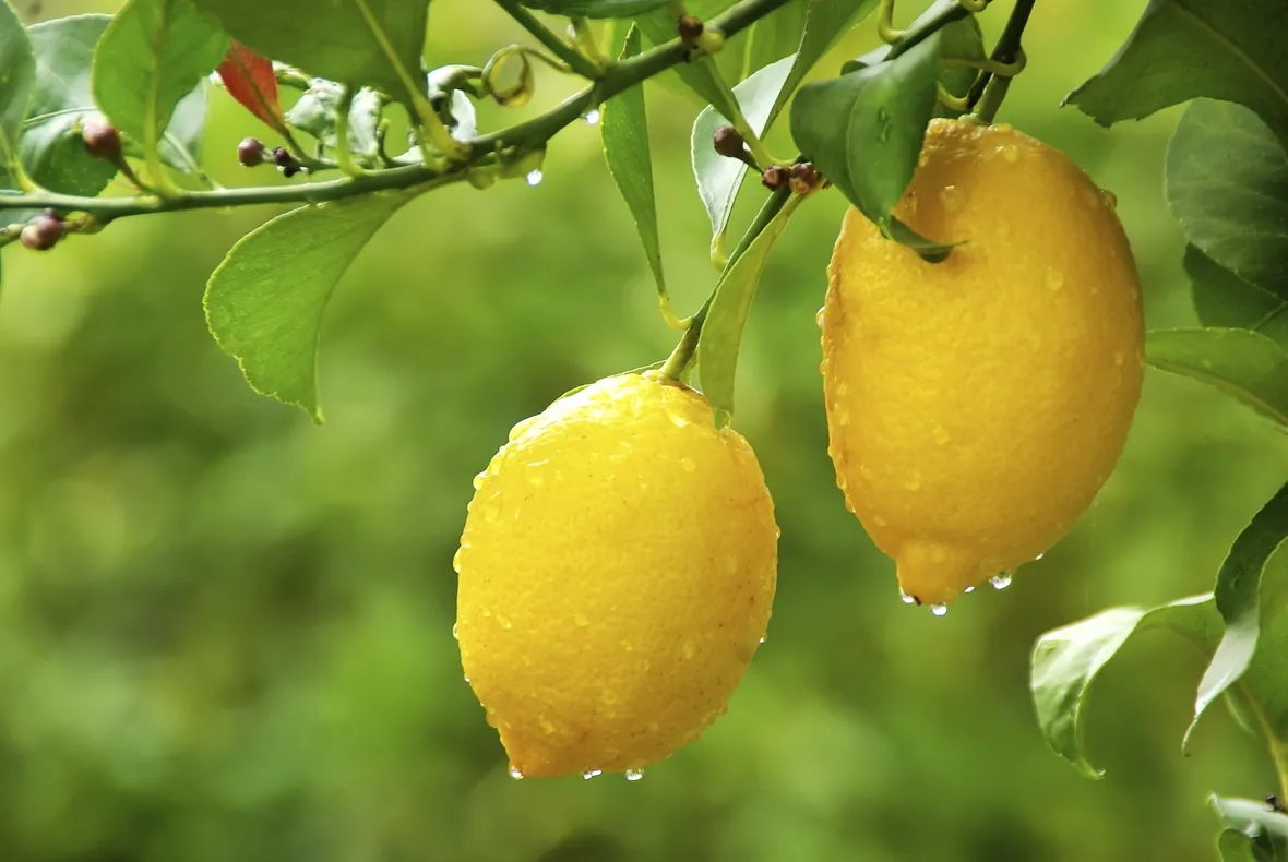 pianta di limoni