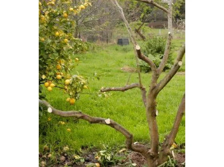 potare il limone