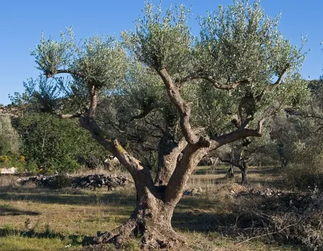 pianta di ulivo
