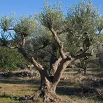 pianta di ulivo