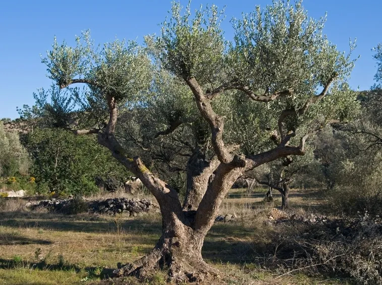 pianta di ulivo