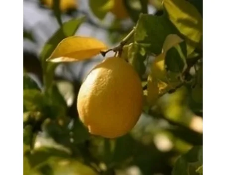 potare il limone