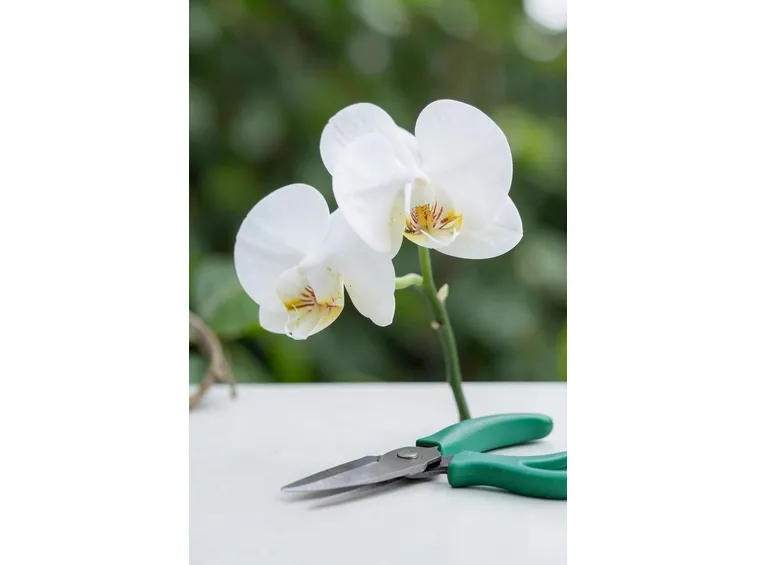 potatura orchidee