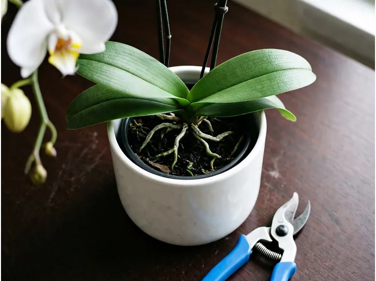 come potare le orchidee
