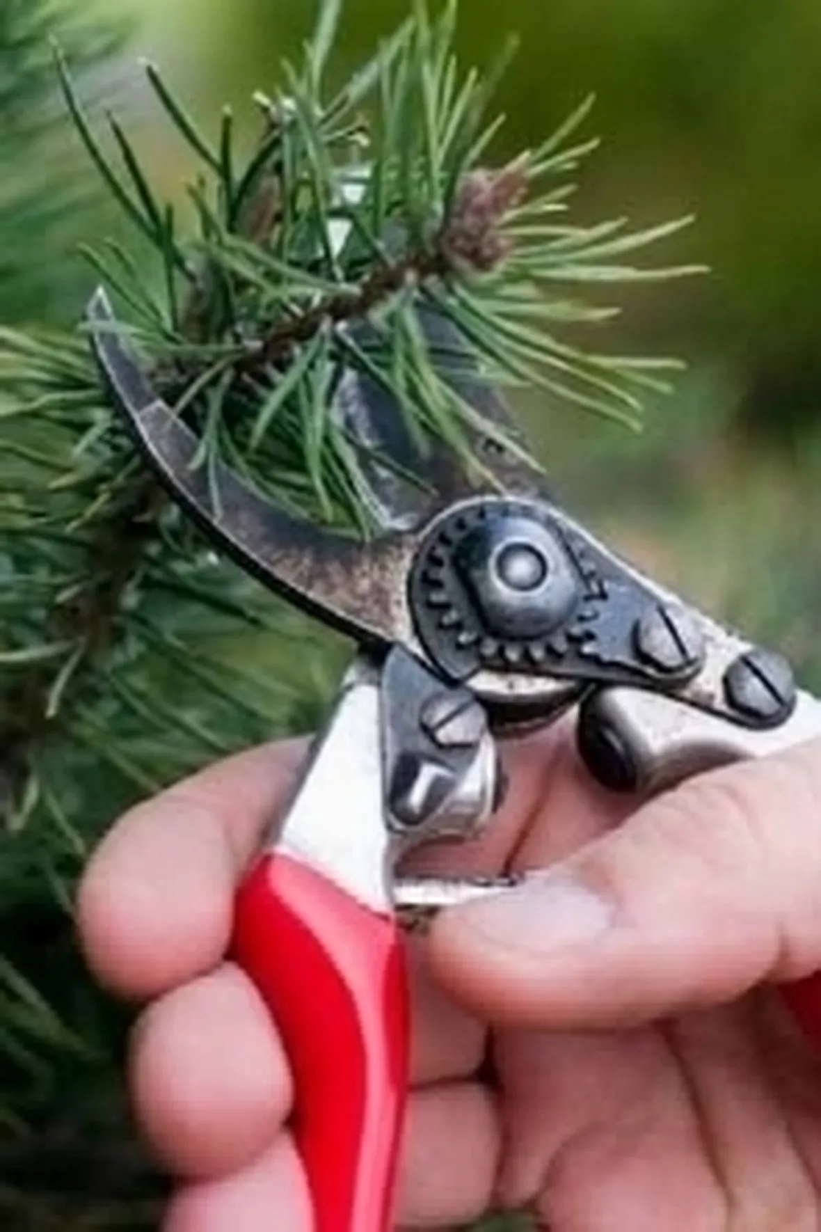 potatura albero