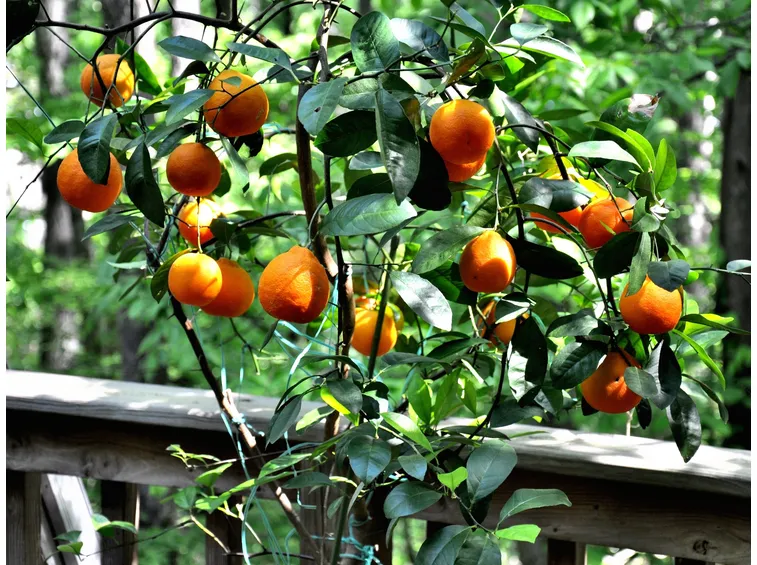 arancio in vaso