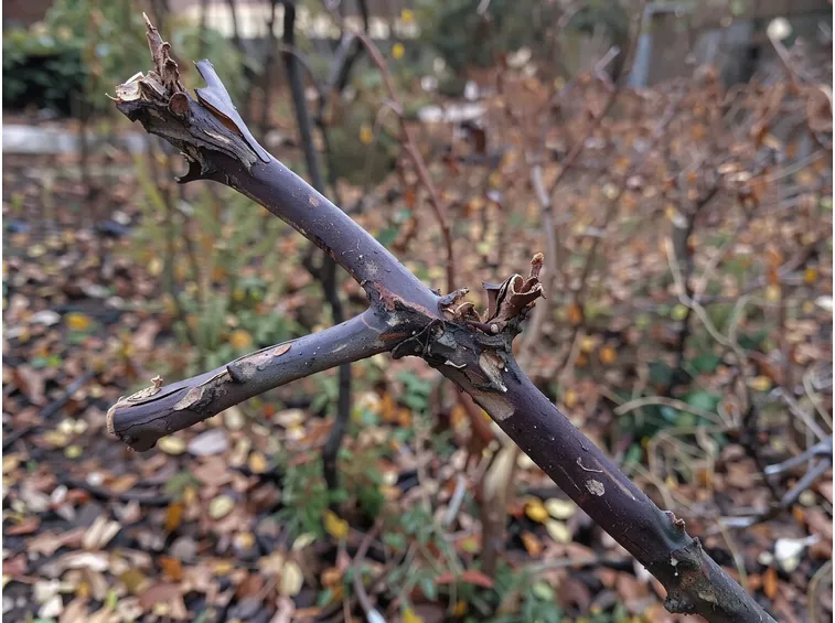 La pulizia autunnale: i rami da togliere e quelli da lasciare