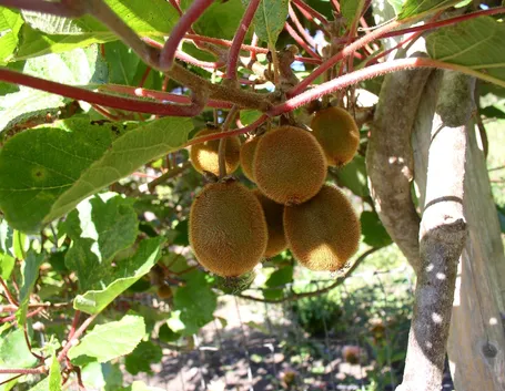 potatura kiwi