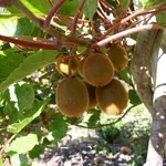 potatura kiwi