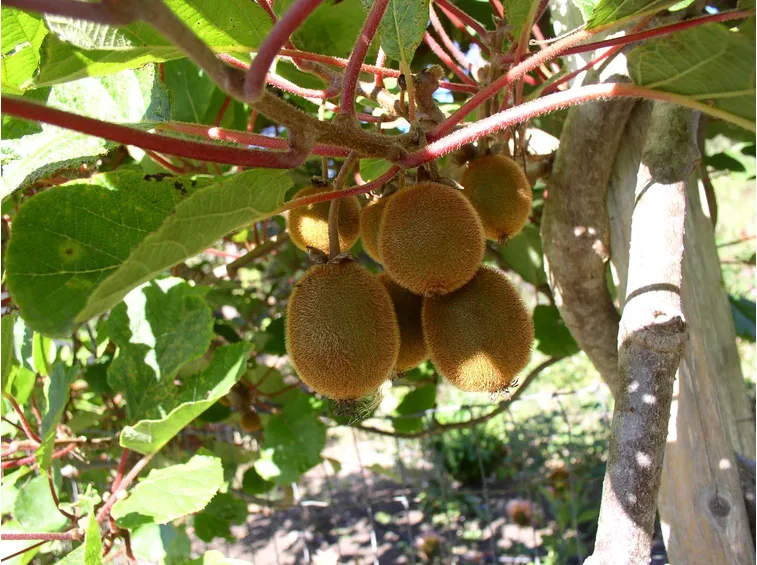 potatura kiwi
